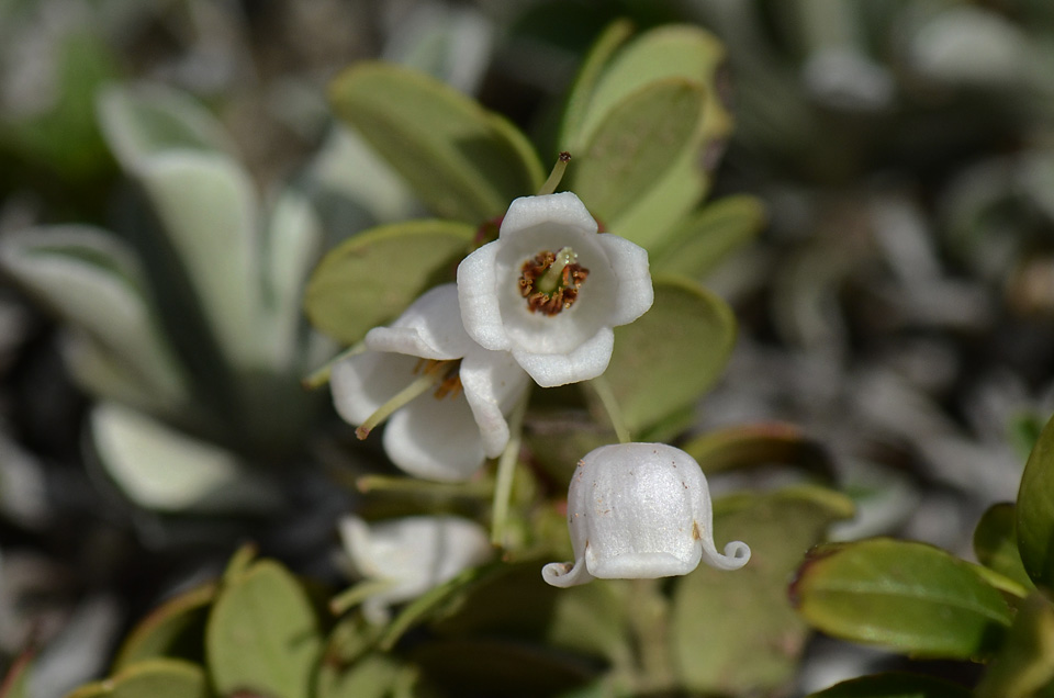 Vaccinium vitis-idaea / Mirtillo rosso